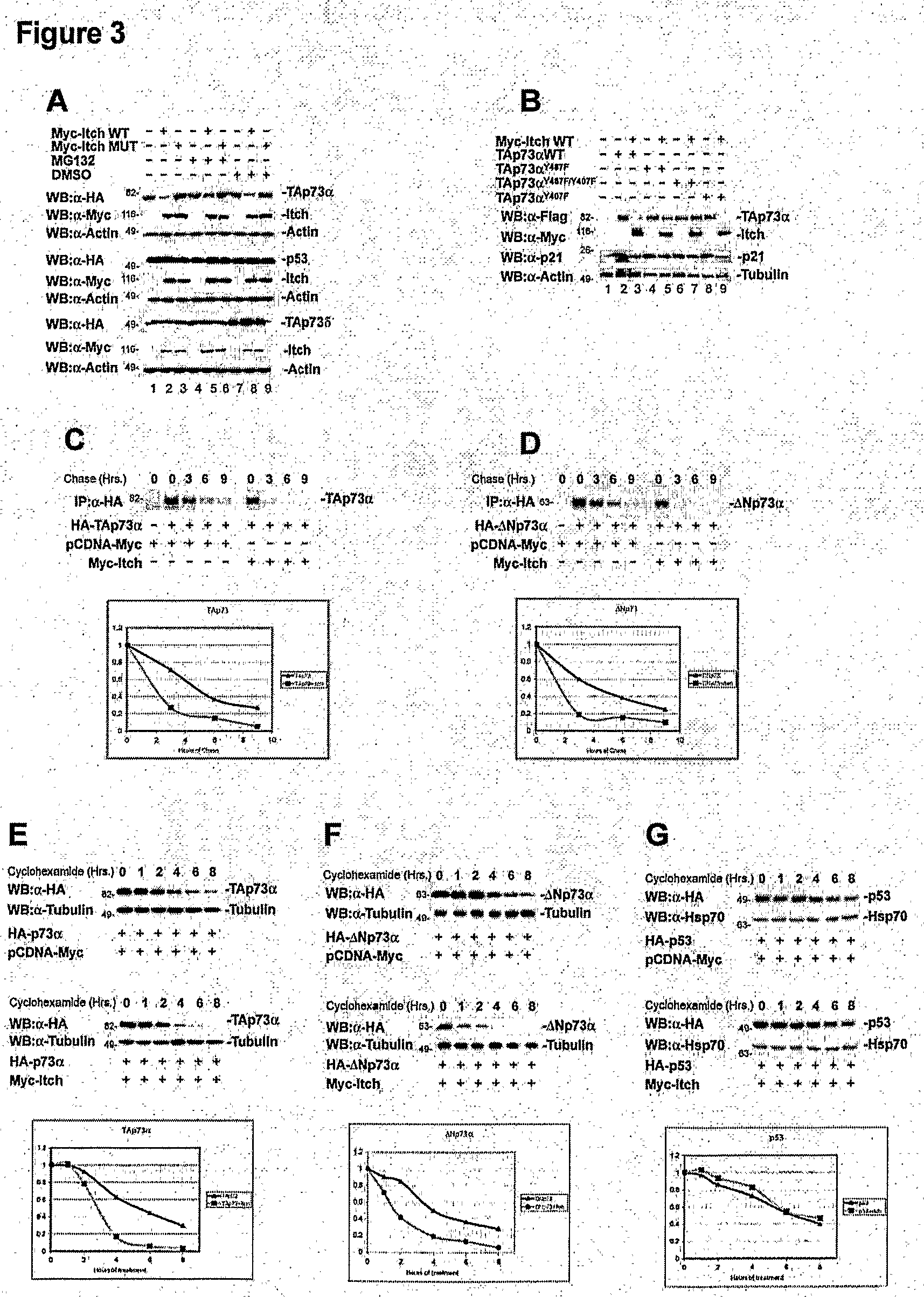 Modulators of Itch Ubiquitinase Activity