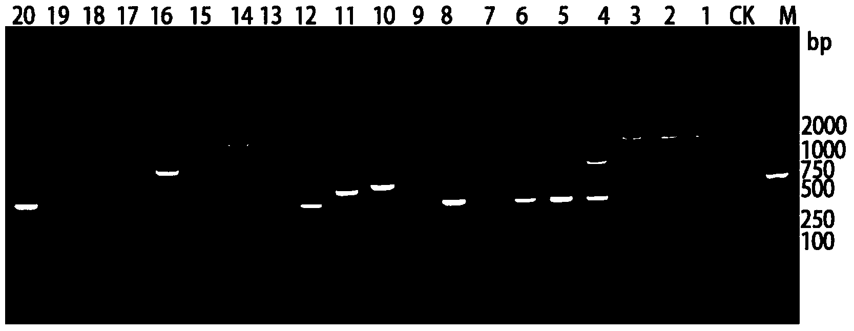 Cryphonectria parastitica (Murr.) barr molecular detection kit and use method thereof