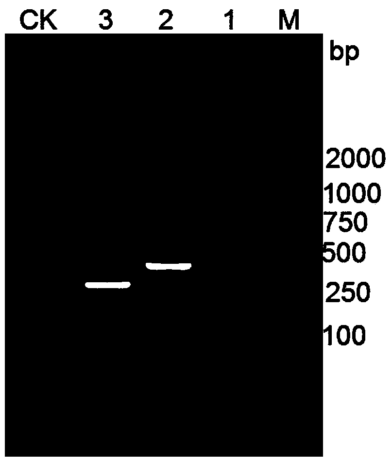 Cryphonectria parastitica (Murr.) barr molecular detection kit and use method thereof