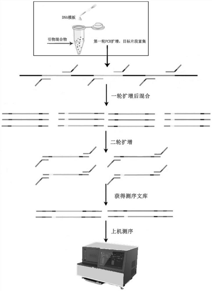 mSNP technology based mixed sample detection method for detecting purity of zucchini seeds