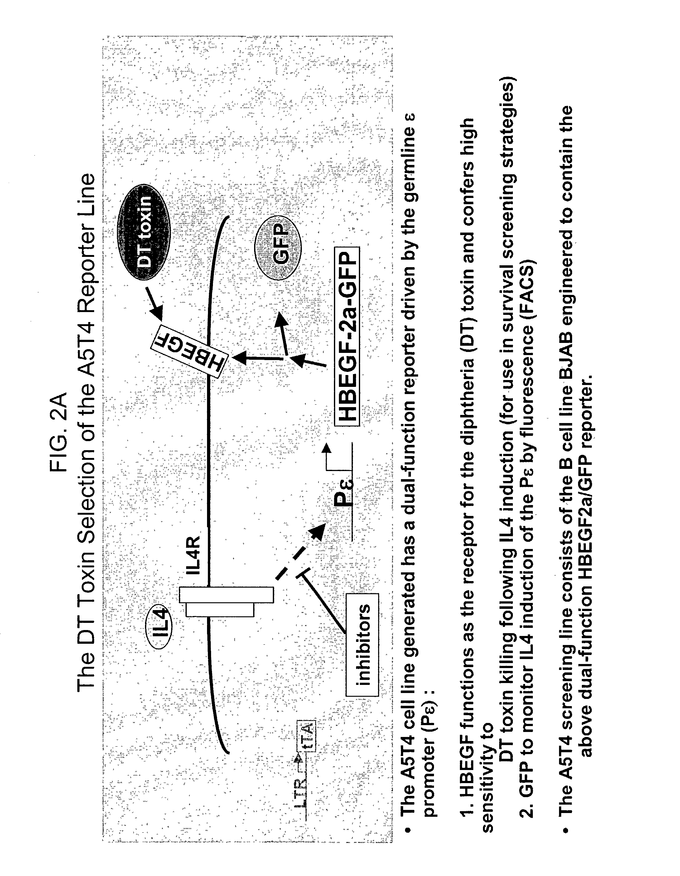Methods of identifying compounds that modulate IL-4 receptor-mediated IgE synthesis utilizing an adenosine kinase