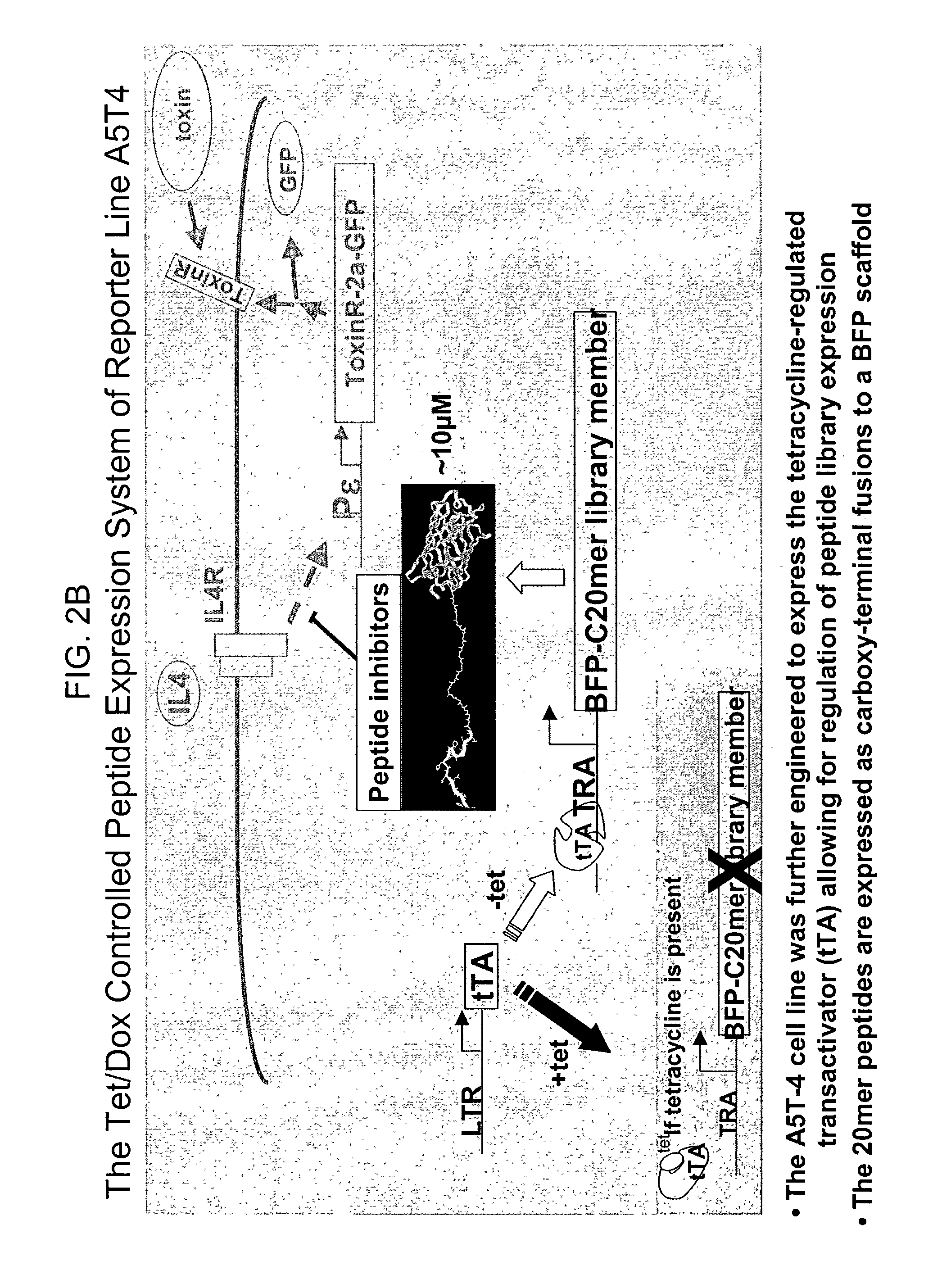 Methods of identifying compounds that modulate IL-4 receptor-mediated IgE synthesis utilizing an adenosine kinase