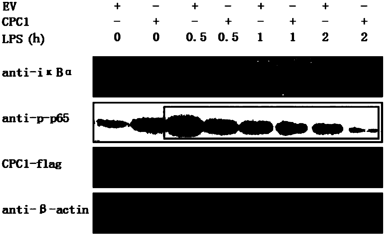 Application of TgCPC1 in preparation of drug for inhibiting inflammation