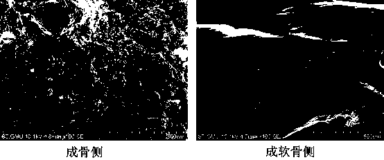 Bone-cartilage bidirectional function bracket based on cell 3D printing, and preparation method thereof