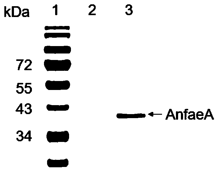 Recombinant expression strain of feruloyl esterase as well as preparation method and application of recombinant expression strain