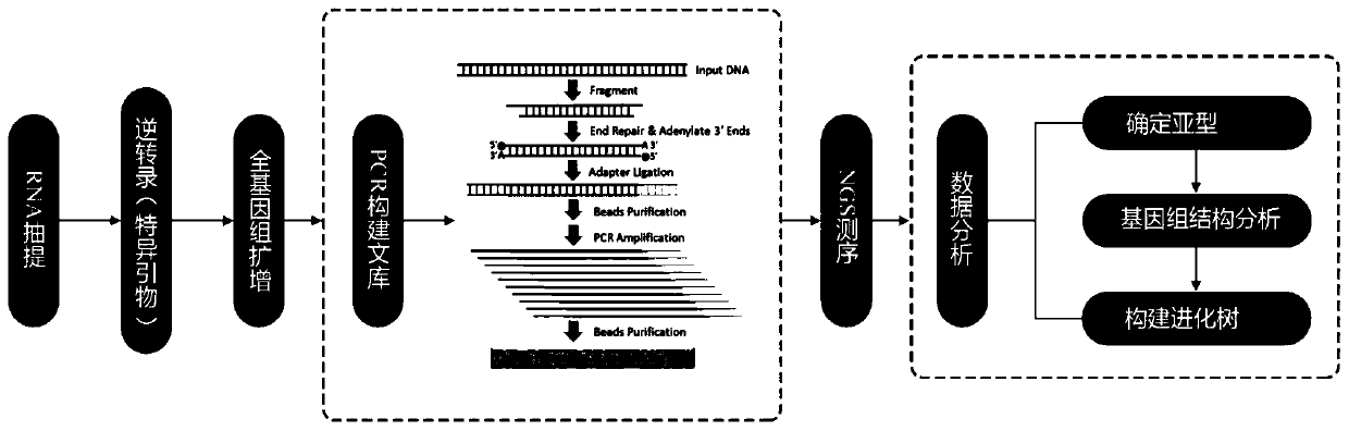 Multiple primers, kit and method for high-throughput sequencing of enterovirus