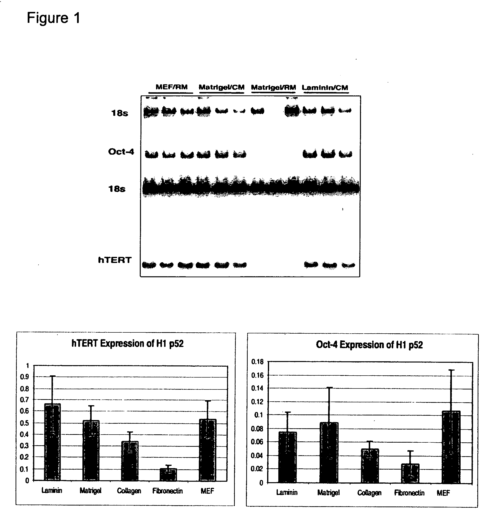 Differentiated cells suitable for human therapy