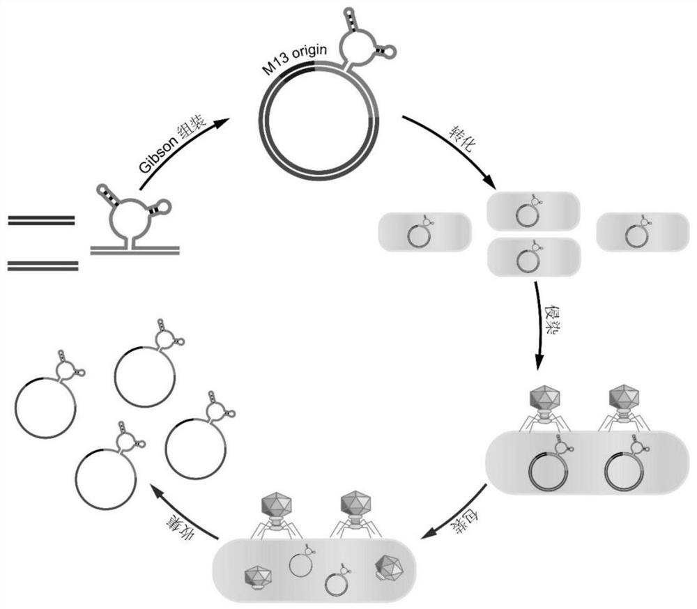 Preparation method for circular single-stranded DNA integrated with aptamer and applications of circular single-stranded DNA integrated with aptamer in DNA origami