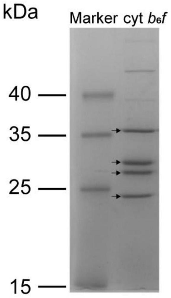 Method for rapidly purifying cytochrome b6f