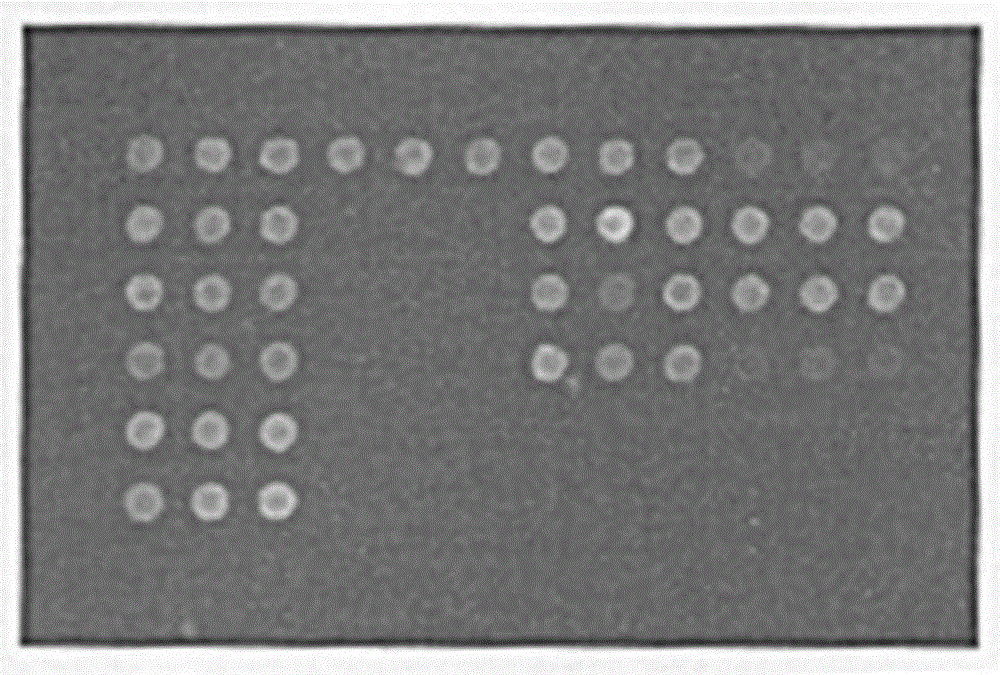 Gene chip for detecting various pathogens carried by mosquitoes and detection method