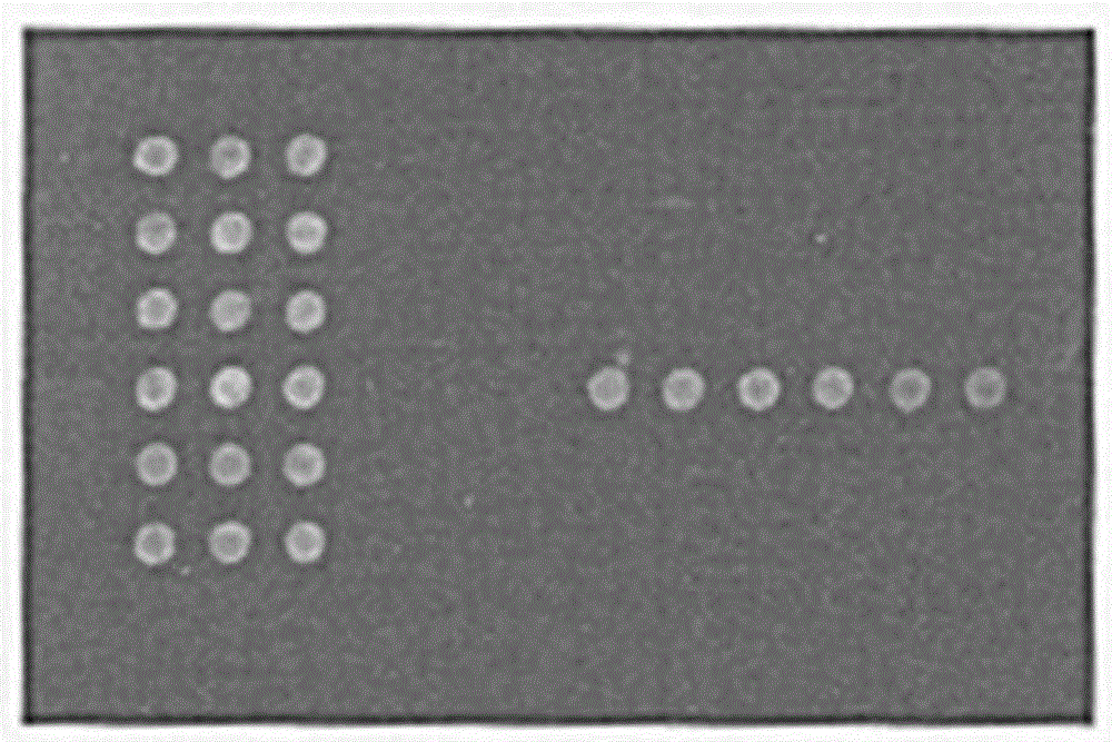 Gene chip for detecting various pathogens carried by mosquitoes and detection method