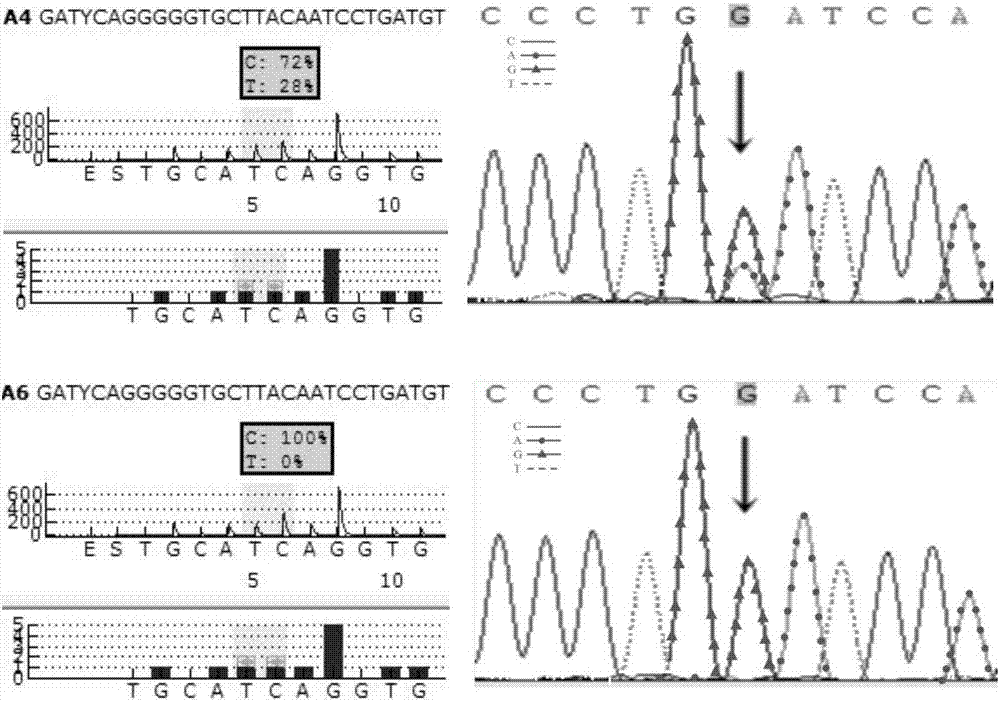 Method for quickly detecting CYP2C19 gene polymorphism based on pyrosequencing technique