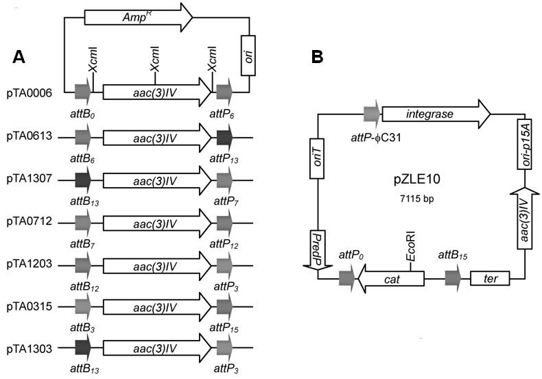 Multi-fragment deoxyribose nucleic acid (DNA) series connection recombination assembly method based on site-specific recombination