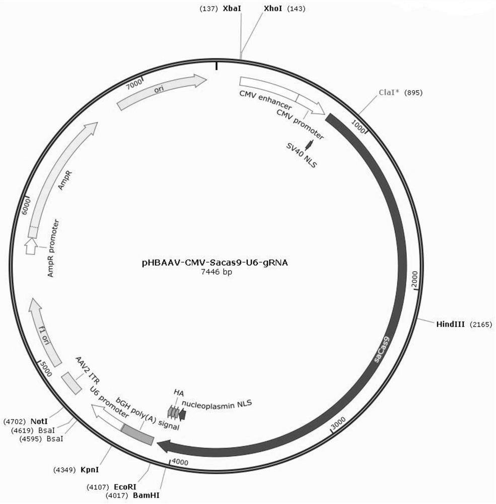 Adeno-associated virus recombinant vector for knocking out CXCL12 gene and its construction method and application