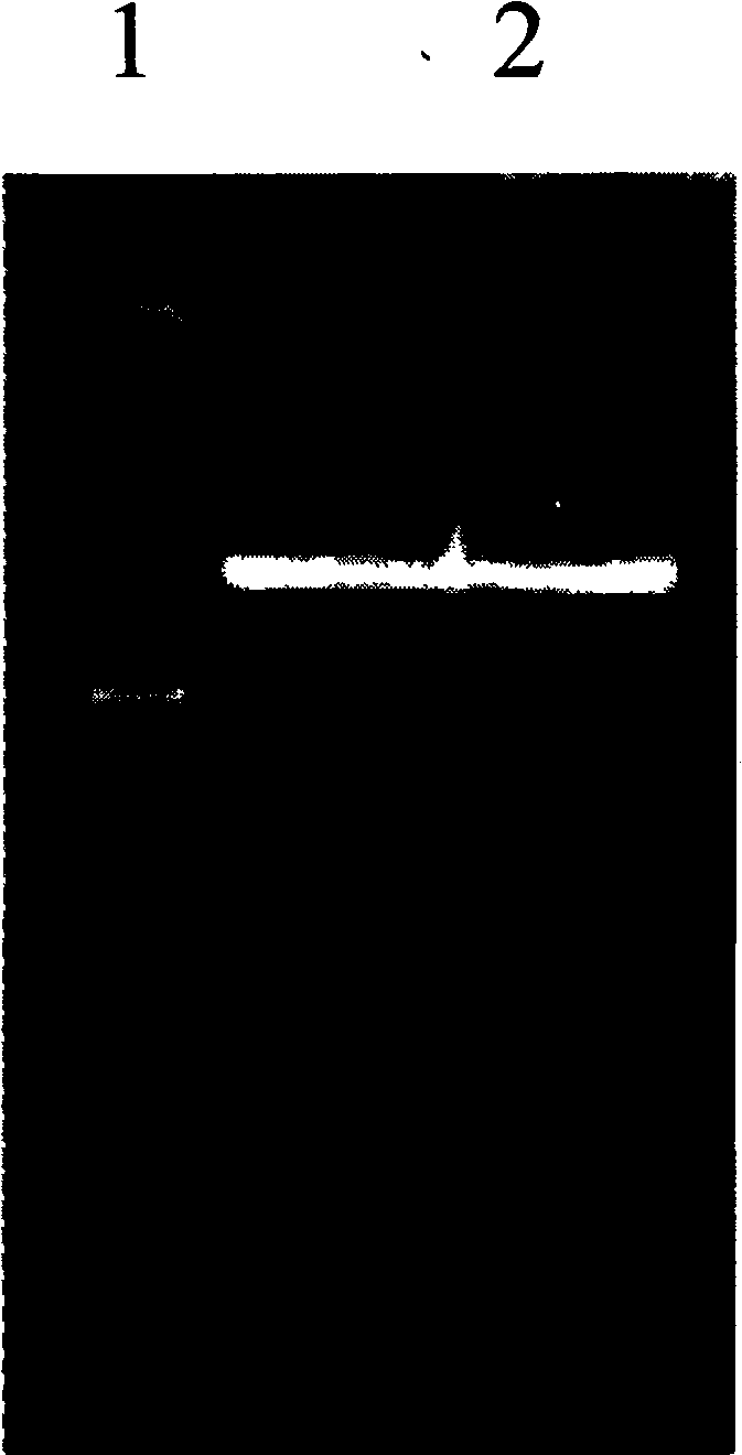 Method for quickly constructing siRNA carrier by using pSilencer plasmid