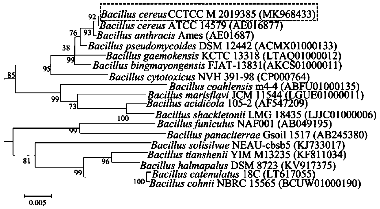 25-hydroxyvitamin D3 production strain, and screening method and application thereof