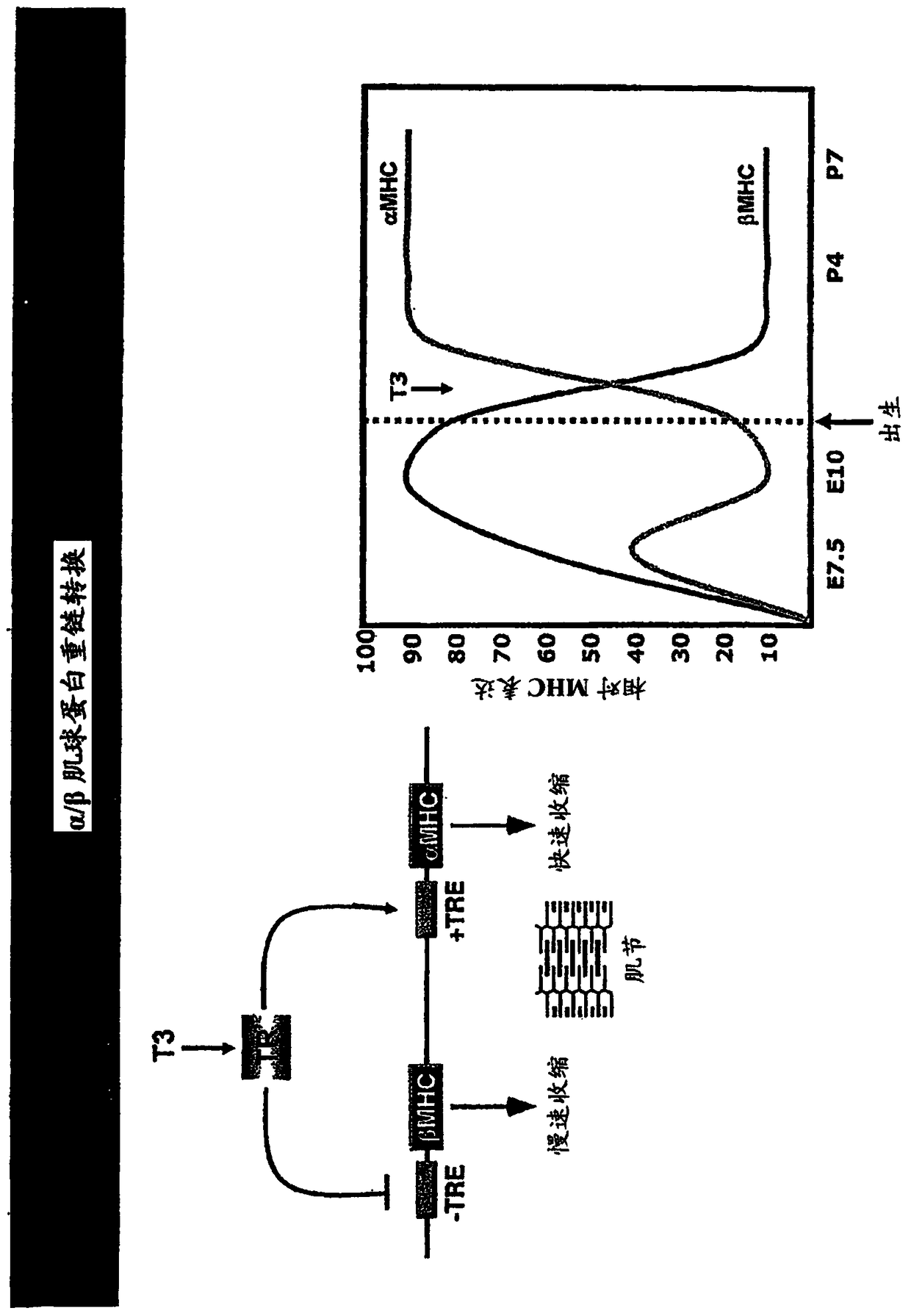 Family of microRNAs regulating fibrosis and their uses