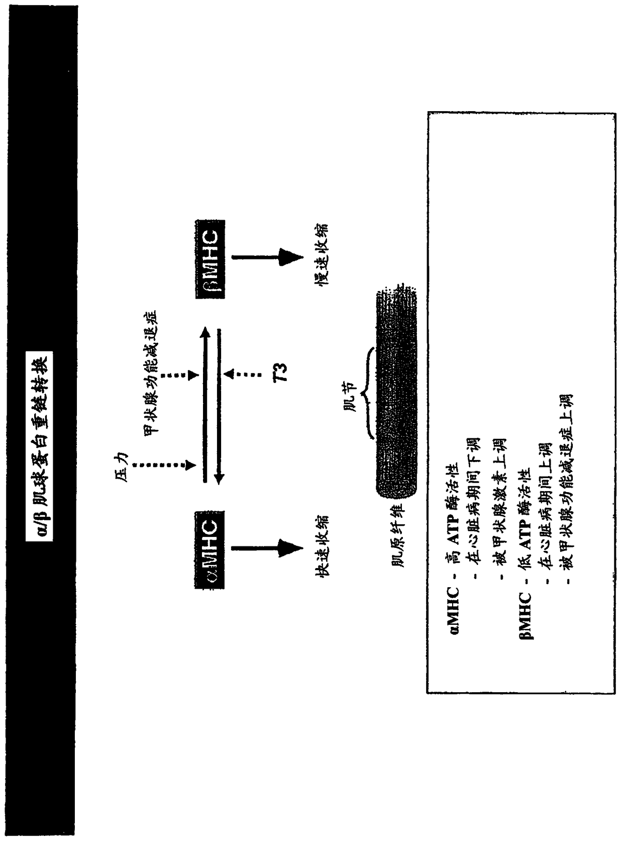 Family of microRNAs regulating fibrosis and their uses