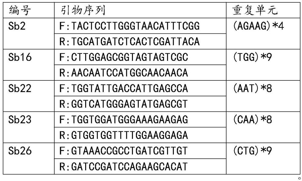 SSR molecular marker primers and method for identifying scutellaria baicalensis in northeast region