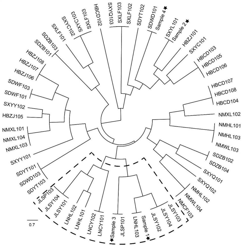 SSR molecular marker primers and method for identifying scutellaria baicalensis in northeast region