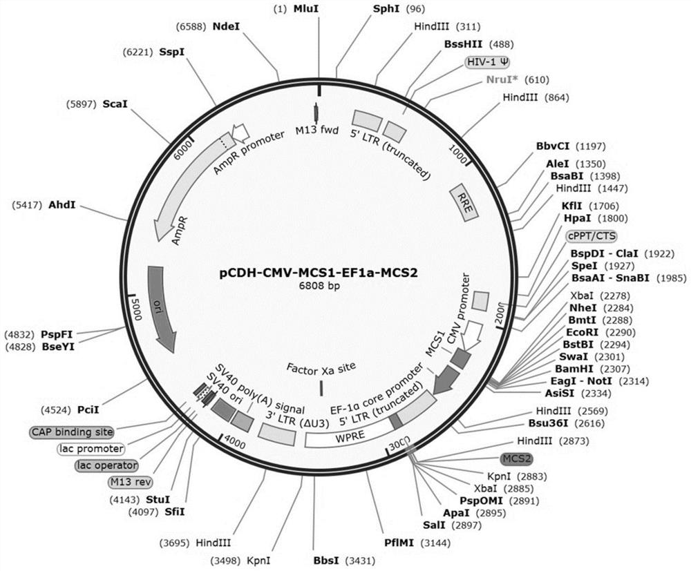 Dynamic monitoring system for iPSC differentiation