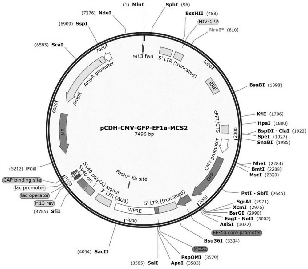 Dynamic monitoring system for iPSC differentiation