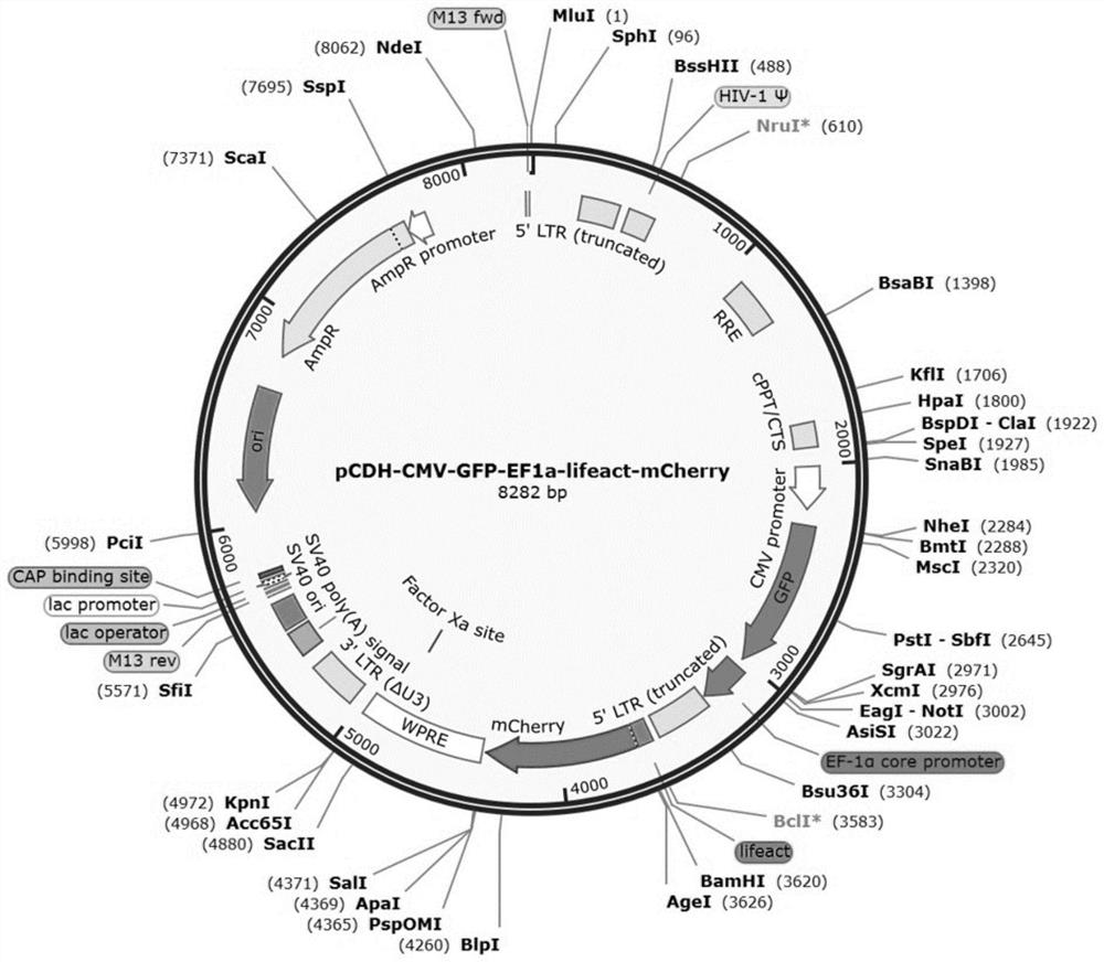 Dynamic monitoring system for iPSC differentiation