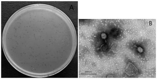 Mixed preparation with bacteriophages LPEE17 and LPEK22 as major components and application