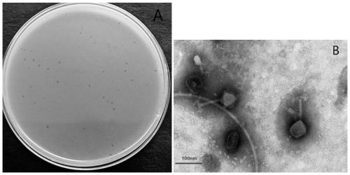 Mixed preparation with bacteriophages LPEE17 and LPEK22 as major components and application