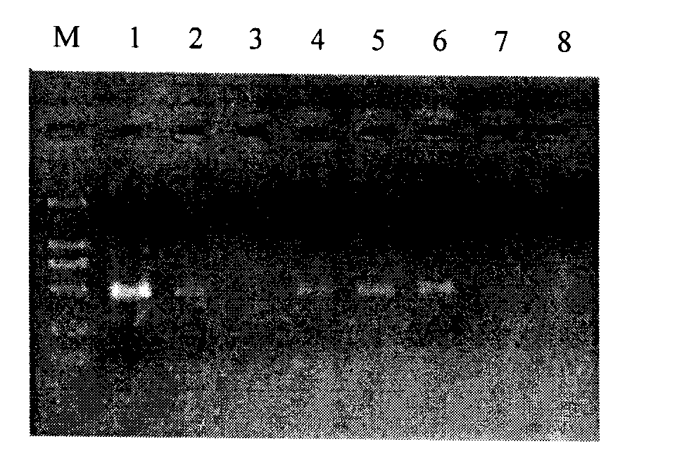 Method for extracting wheat powdery mildew DNA from catching band of spore catcher