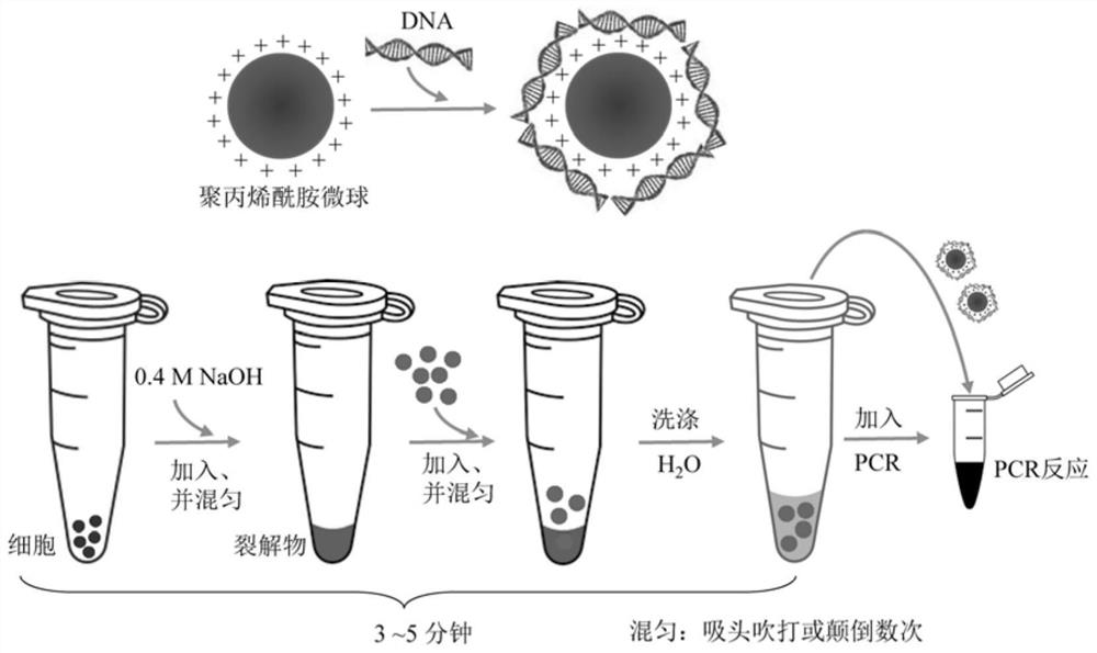 A kind of polyacrylamide microsphere for rapid extraction of nucleic acid and its preparation method and application