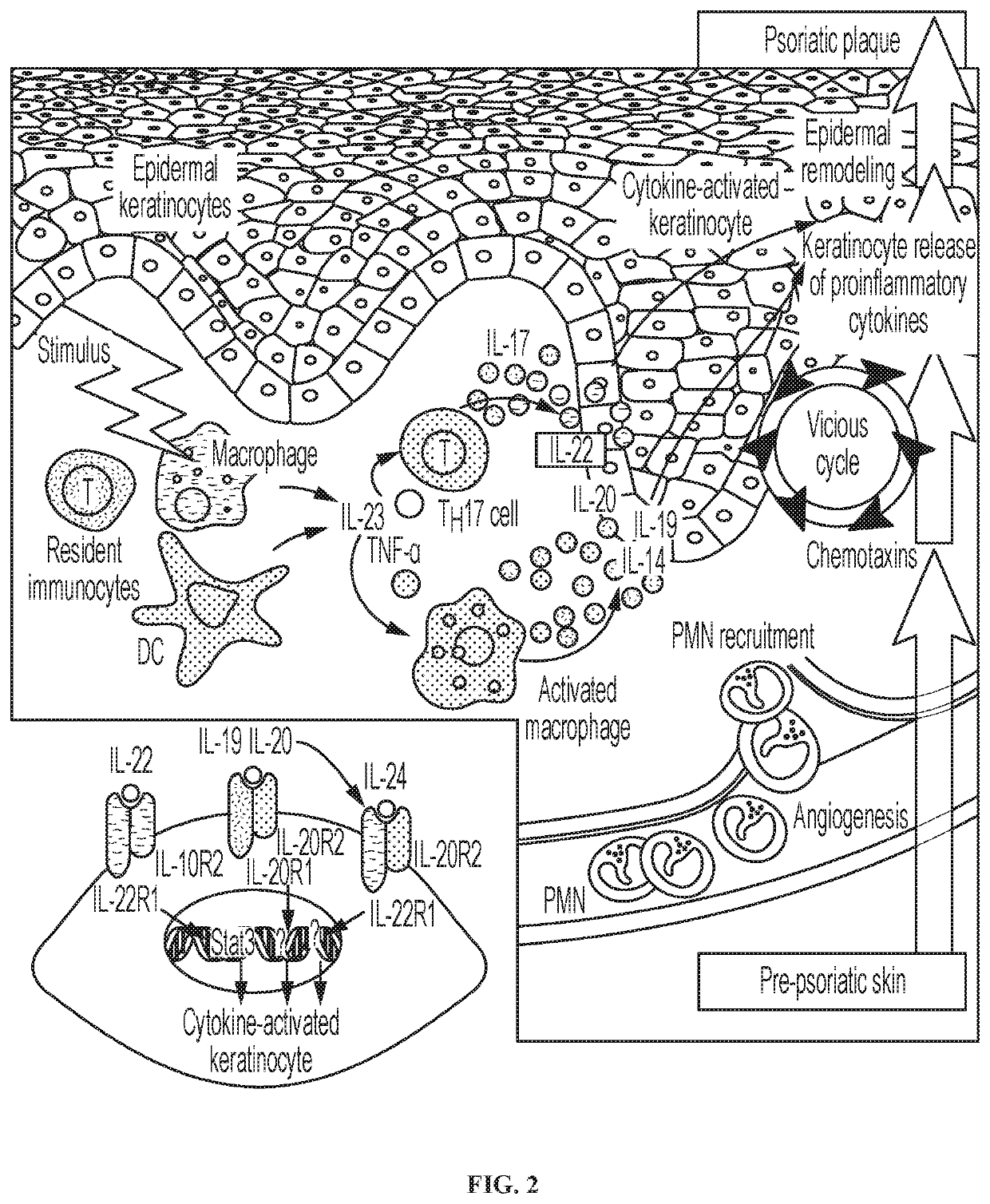 Novel gene classifiers and uses thereof in autoimmune diseases