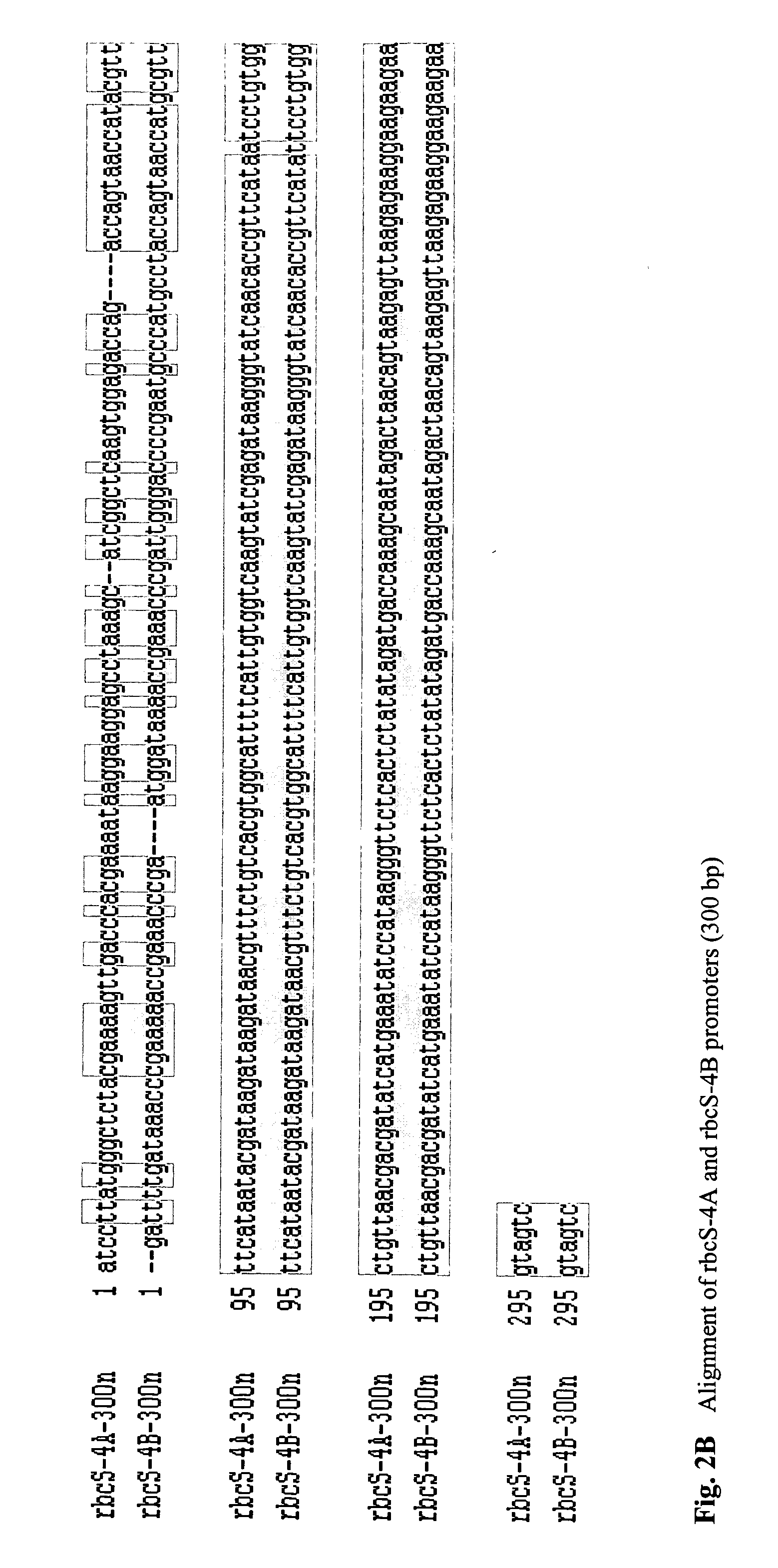 Novel rubisco promoters and uses thereof