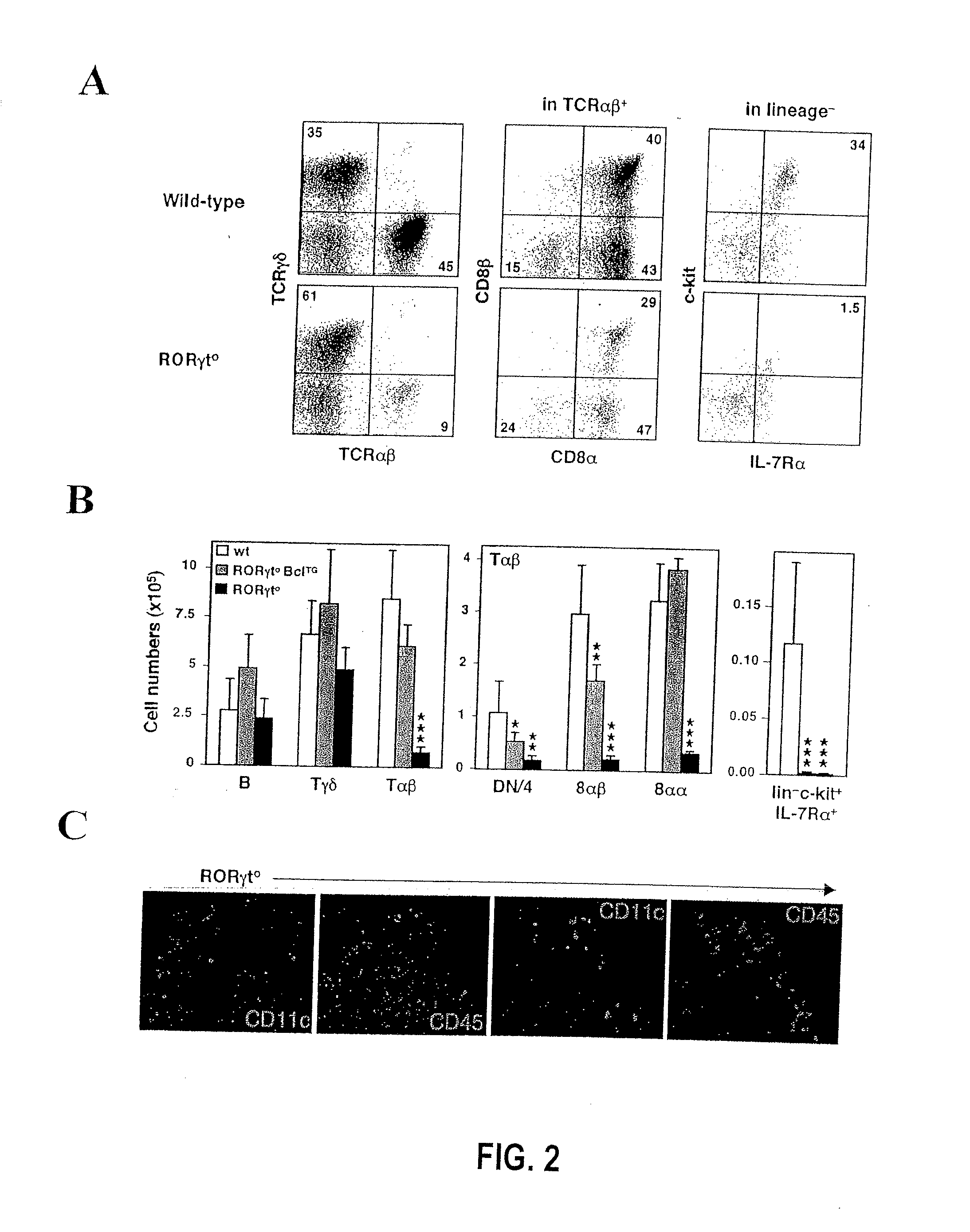 Compositions and methods for modulation of rorgammat functions