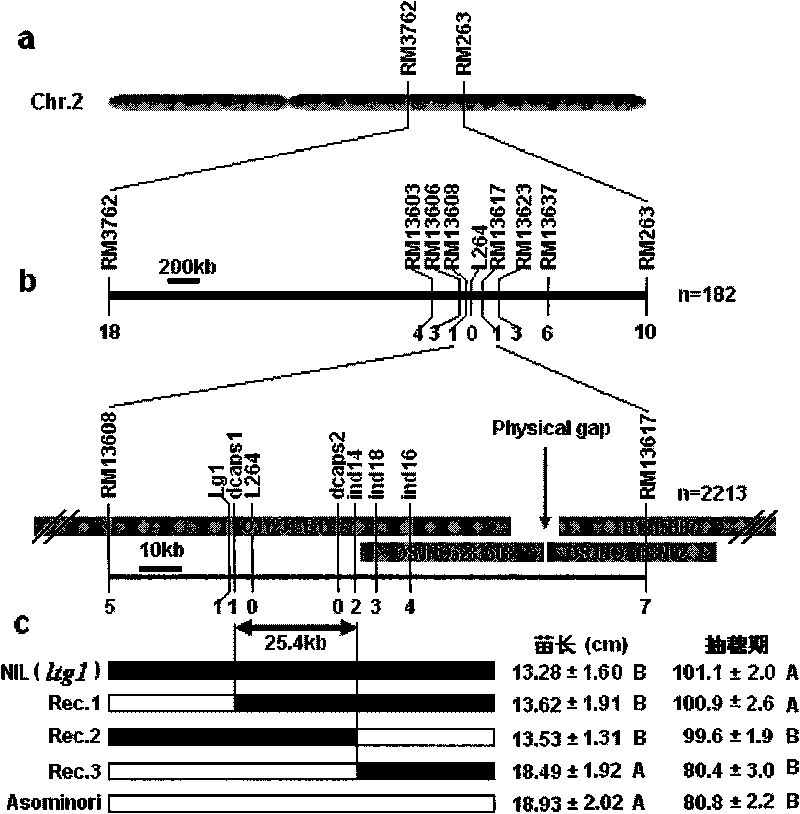 Plant low temperature growth associated protein, code genes and application thereof