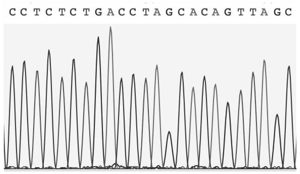 Rice ossdy1 gene, biological material, method, expression vector for transformation host and its application in stress resistance and stable yield