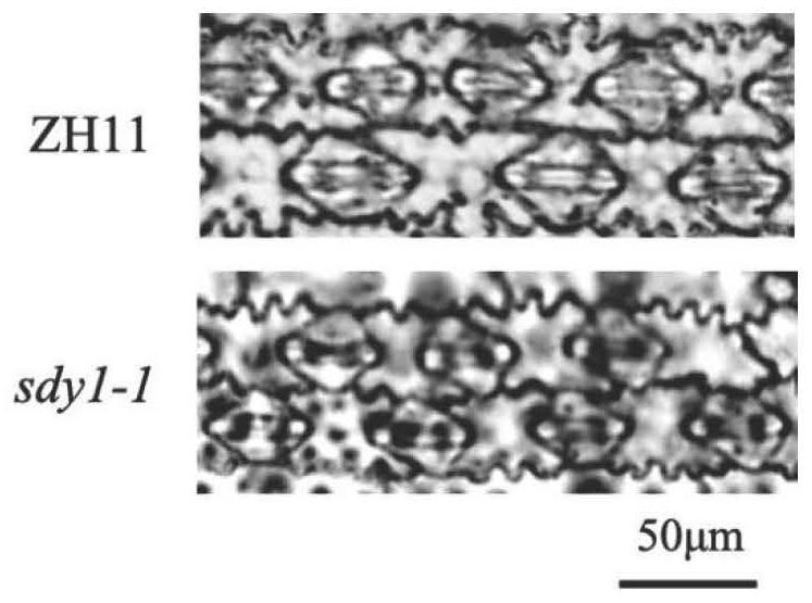 Rice ossdy1 gene, biological material, method, expression vector for transformation host and its application in stress resistance and stable yield