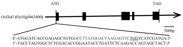 A method for editing rice ehd1 gene to breed long-growing japonica rice varieties