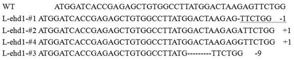 A method for editing rice ehd1 gene to breed long-growing japonica rice varieties