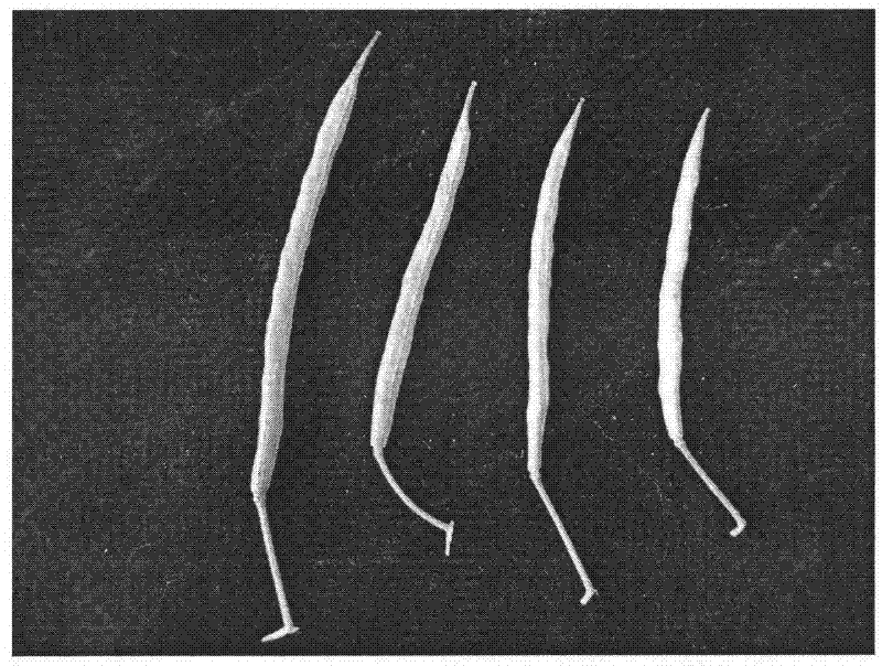 Breeding method for pod dehiscence-resistant cytoplasmic sterile line and pod dehiscence-resistant cytoplasmic maintainer line of brassica napus