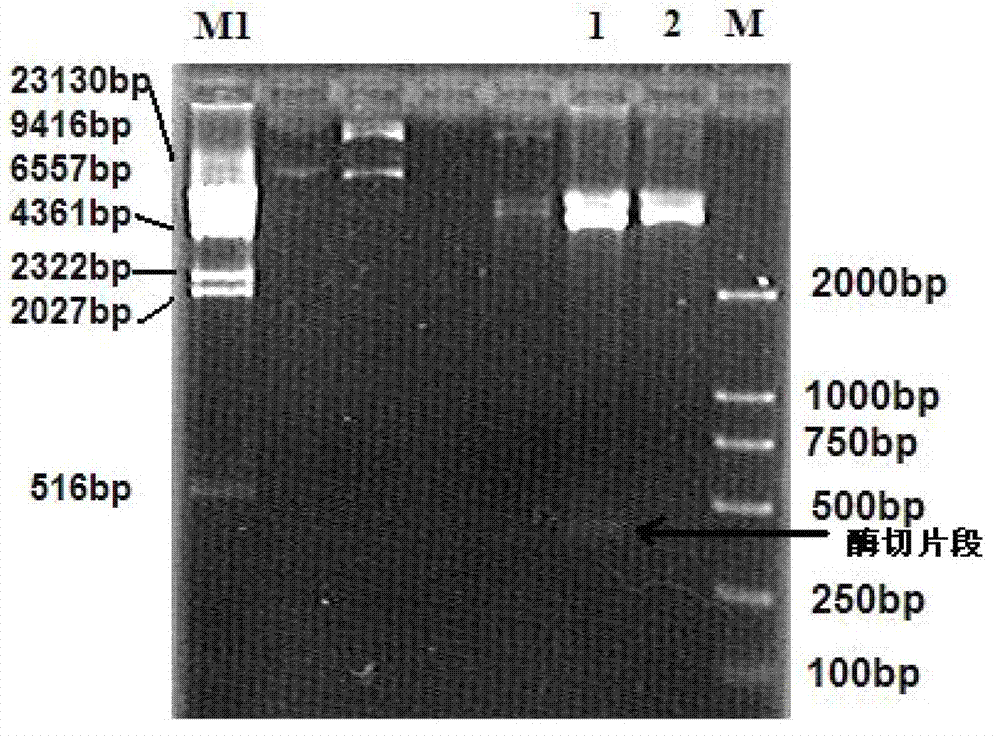 Recombinant strain capable of expressing fungal immunomodulatory protein from Flammulina velutipes (FIP-fve), construction method, protein expression and purification method, and protein application