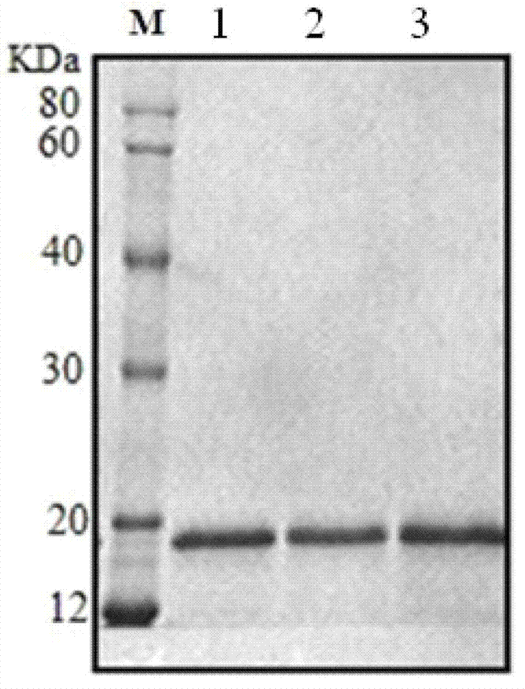Recombinant strain capable of expressing fungal immunomodulatory protein from Flammulina velutipes (FIP-fve), construction method, protein expression and purification method, and protein application