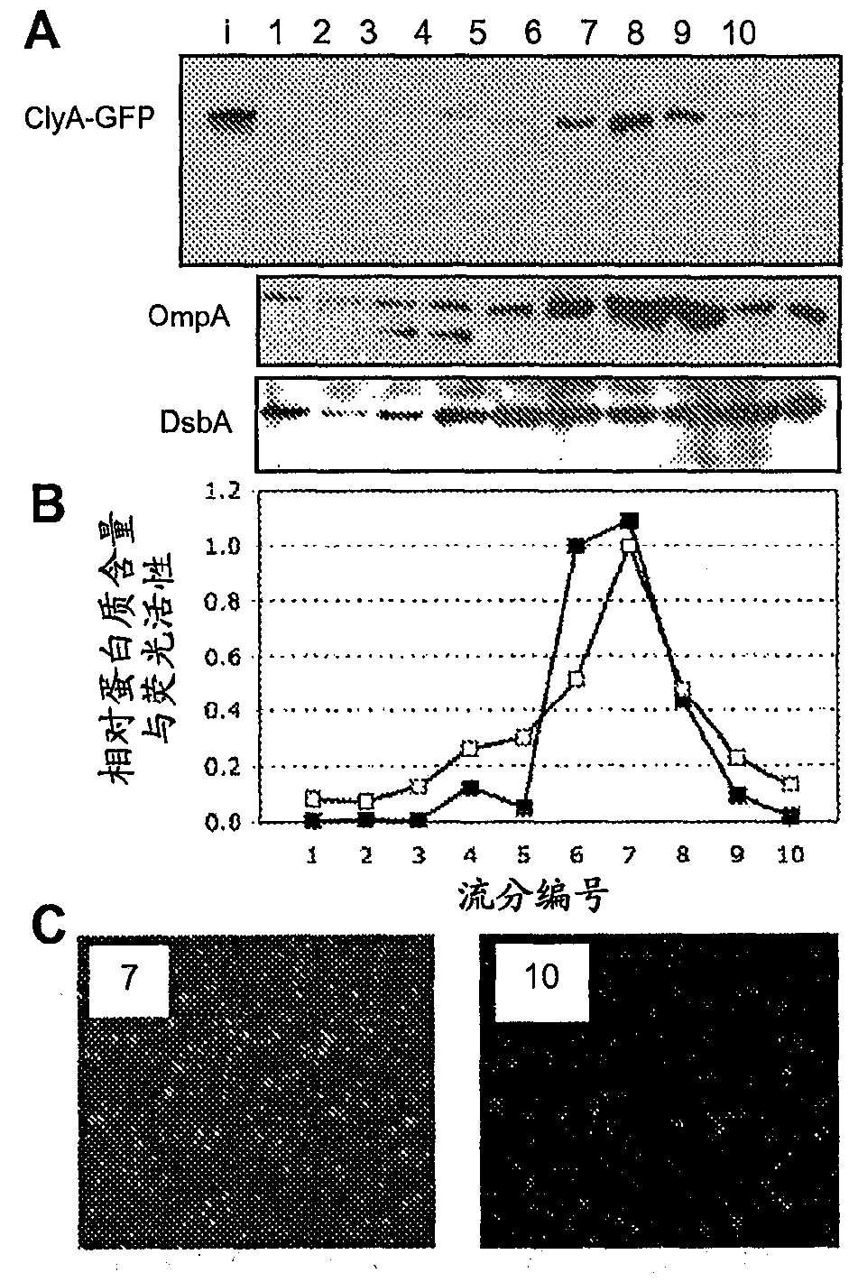 Compositions and methods for protein display on the surface of bacteria and vesicles derived therefrom and uses thereof