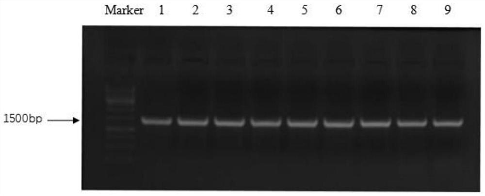 A selenium-resistant bacterial strain enterobacter ludwigii GX-C3 and its application