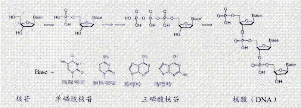 Preparation and medicine purpose of nucleoside alkoxide benzyl phosphoramidic acid/phosphonate derivative