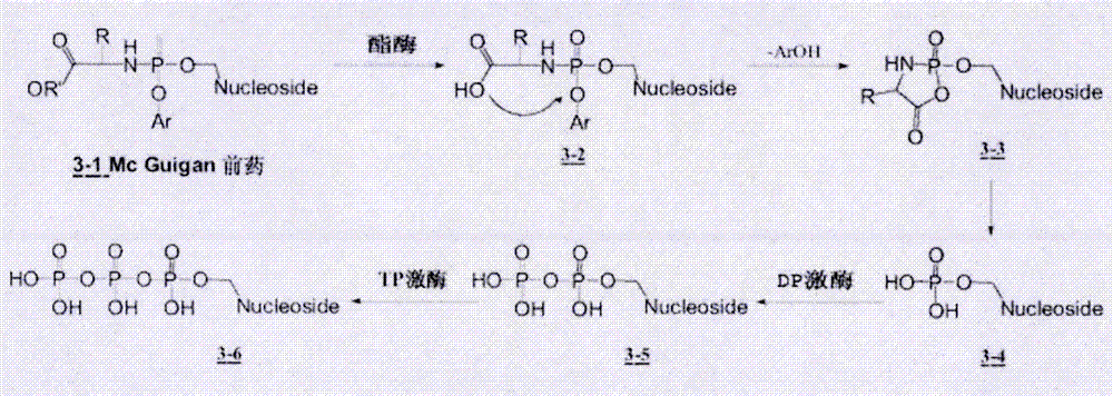 Preparation and medicine purpose of nucleoside alkoxide benzyl phosphoramidic acid/phosphonate derivative