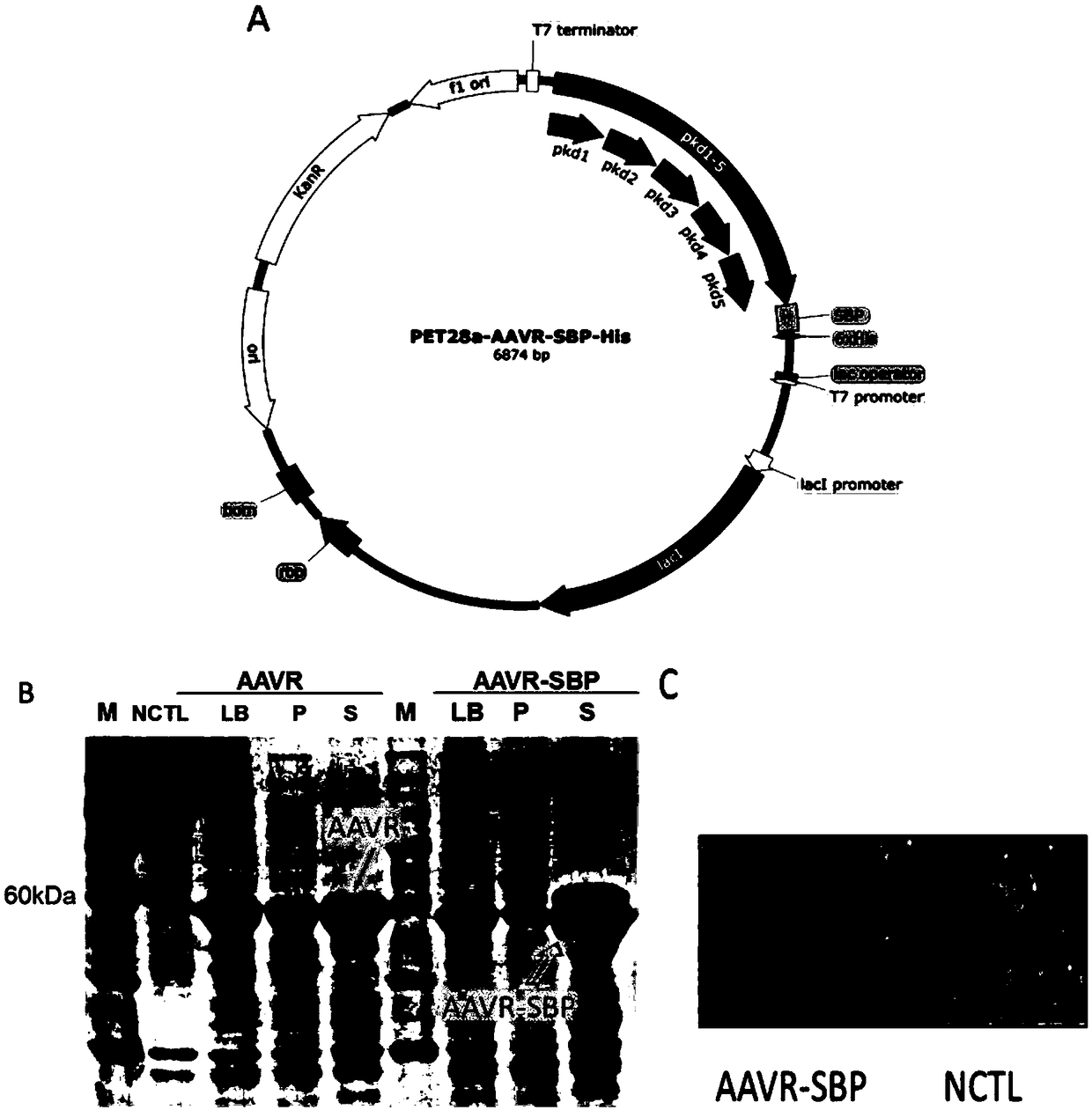 Method for treating adeno-associated viruses and kit