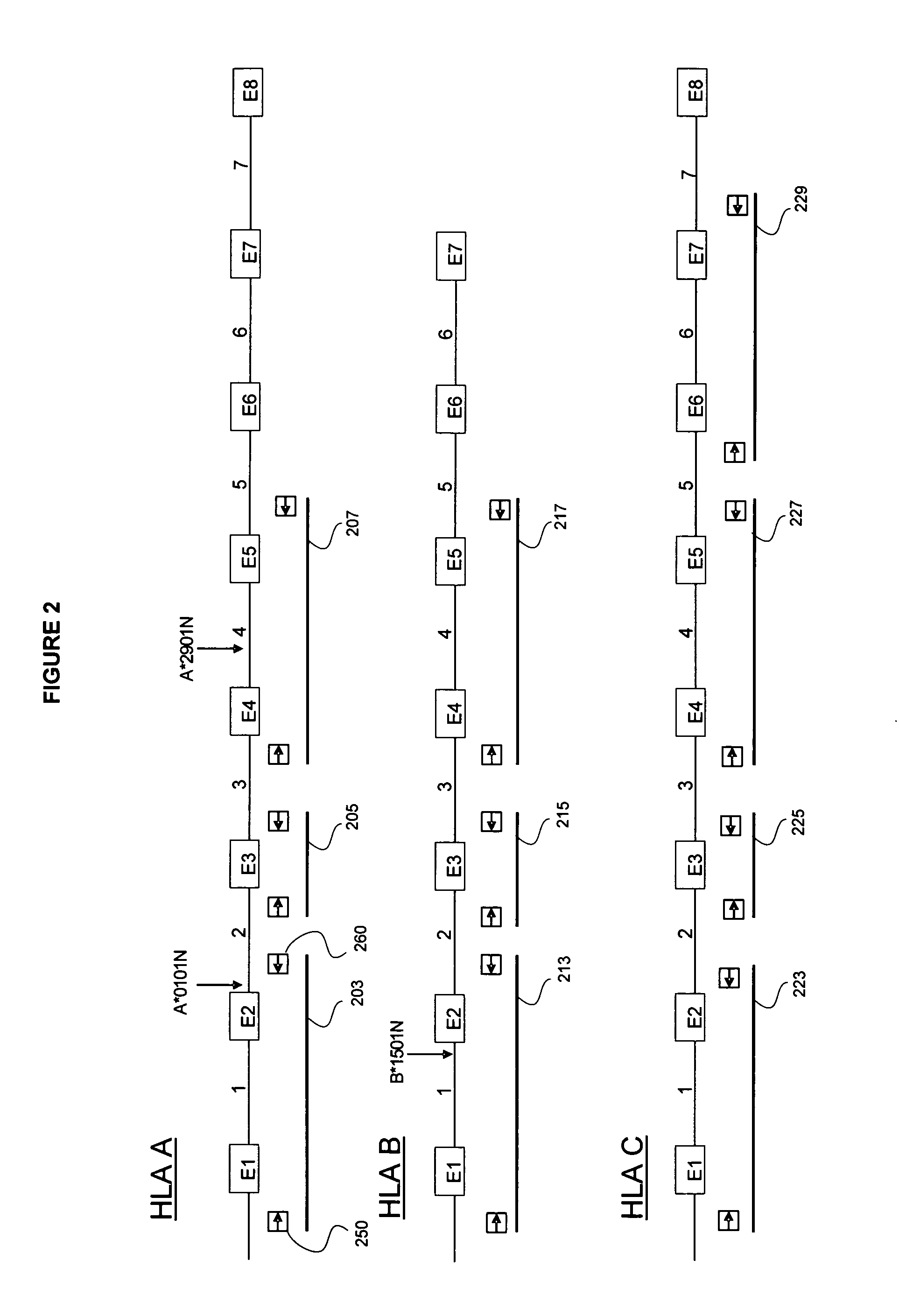 System and method for detection of HLA Variants