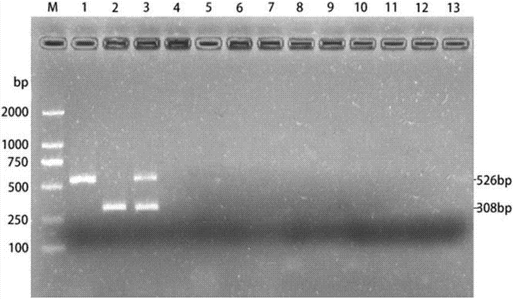 Double PCR rapid detection kit and method of Portunus trituberculatus Vibrio natriegens