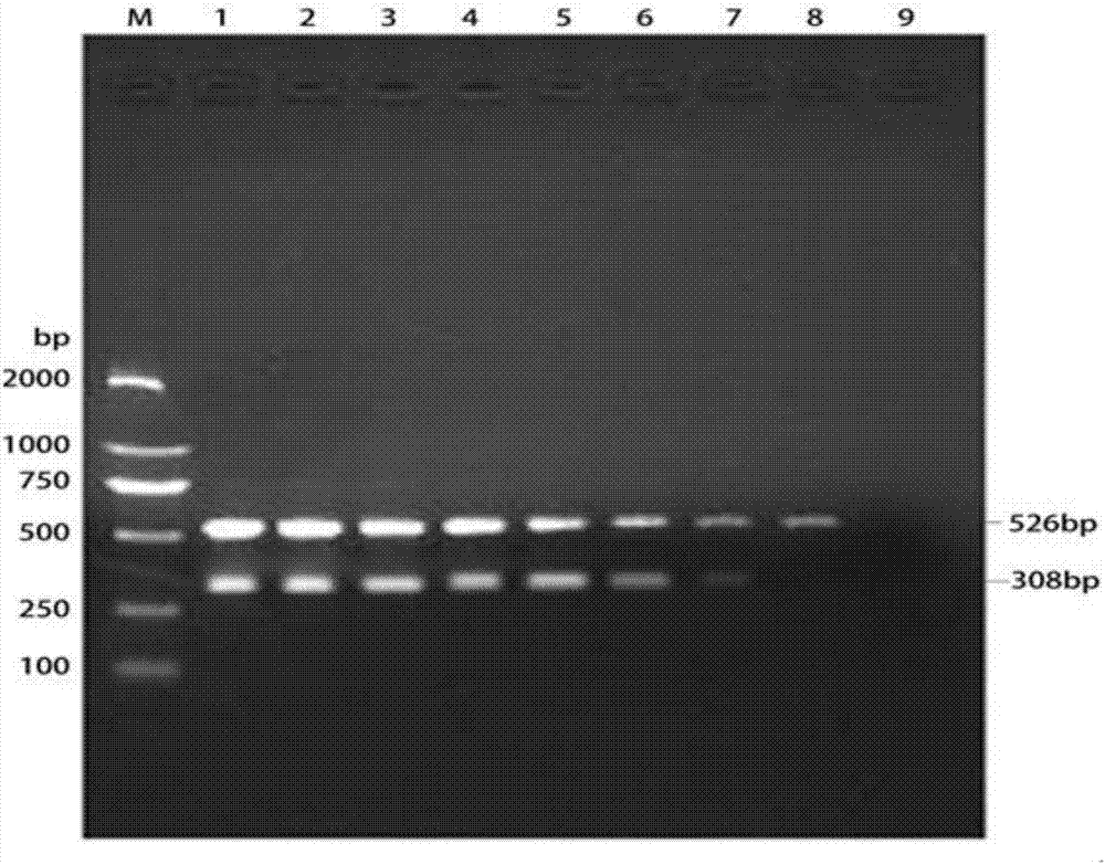 Double PCR rapid detection kit and method of Portunus trituberculatus Vibrio natriegens